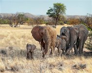 242 - LES ELEPHANTS DU DESERT - DUBS MARCEL - france